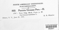 Puccinia circaeae image